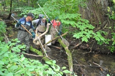 Photo of 3 Ontarian researchers standing in a stream and electrofishing for data analysis and collection.
